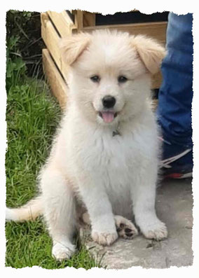 Chiot Croisé Samoyède à l'école pour chiots à Dax