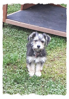 Croisé Terrier à l'école pour chiots à Dax