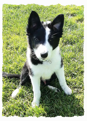 Chiot Border Collie Terrier à l'école pour chiots à Dax