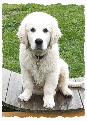 Chiot Golden Retriever à l'école pour chiots à Dax