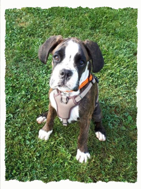 Chiot Boxer à l'école pour chiots à Dax