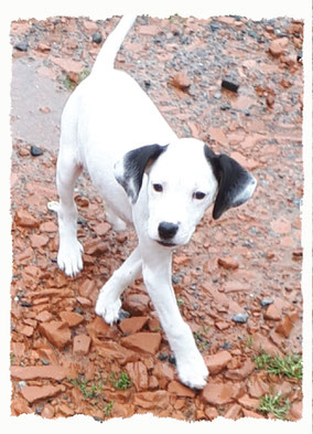 Chiot Croisé Jack Russel à l'école pour chiots à Dax