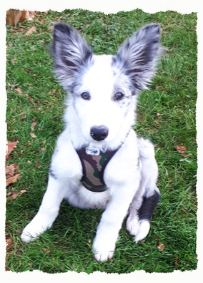 Chiot Border Collie à l'école pour chiots à Dax