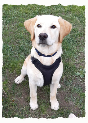 Chiot Labrador du Retriever à l'école pour chiots à Dax