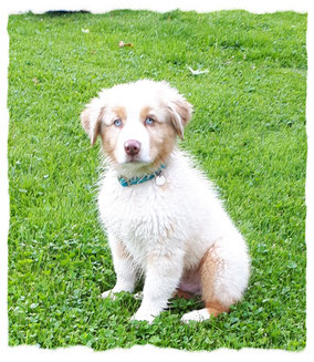 Chiot Berger Australien à l'école pour chiots à Dax