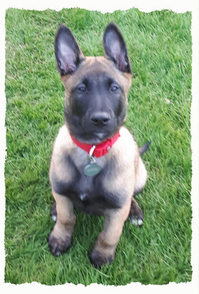 Chiot Berger Belge Malinois à l'école pour chiots à Dax