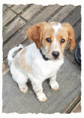 Chiot Epagneul Breton à l'école pour chiots à Dax