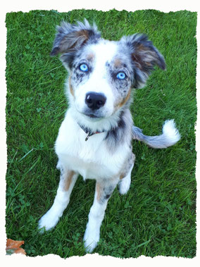 Chiot Border Collie à l'école pour chiots à Dax