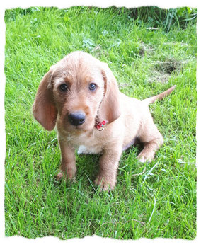 Basset Fauve de Bretagne à l'école pour chiots à Dax