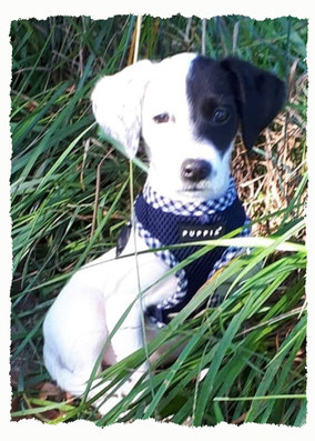 Chiot Croisé Jack Russel à l'école pour chiots à Dax