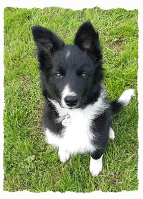 Chiot Border Collie à l'école pour chiots à Dax