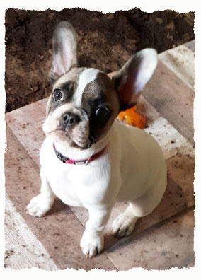 Chiot Bouledogue Français à l'école pour chiots à Dax