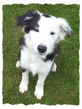 Chiot Border Collie à l'école pour chiots à Dax