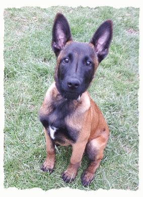 Chiot Berger Belge Malinois à l'école pour chiots à Dax