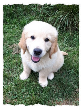 Chiot Golden Retriever à l'école pour chiots à Dax