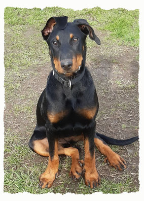 Chiot Beauceron à l'école pour chiots à Dax