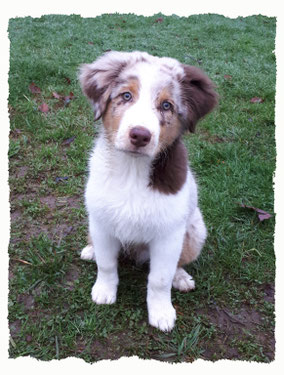 Chiot Berger Australien à l'école pour chiots à Dax