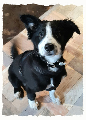 Chiot Border Collie à l'école pour chiots à Dax