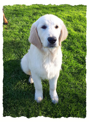 Chiot Golden Retriever à l'école pour chiots à Dax