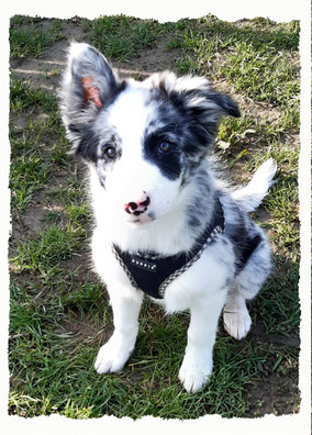 Chiot Border Collie à l'école pour chiots à Dax