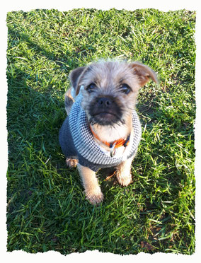 Chiot croisé Yorkshire x Carlin à l'école pour chiots à Dax