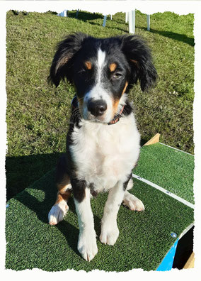 Chiot Border Collie à l'école pour chiots à Dax