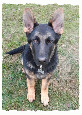 Chiot Berger Allemand à l'école pour chiots à Dax