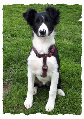 Chiot Border Collie à l'école pour chiots à Dax