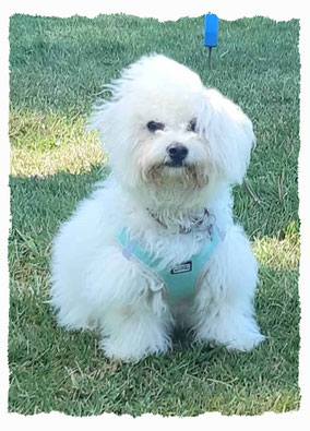 Chiot Bichon Frisé à l'école pour chiots à Dax