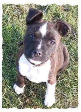 Chiot Staffordshire Bull Terrier à l'école pour chiots à Dax