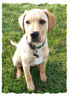 Chiot Croisé Labrador à l'école pour chiots à Dax