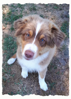 Chiot Berger Australien à l'école pour chiots à Dax