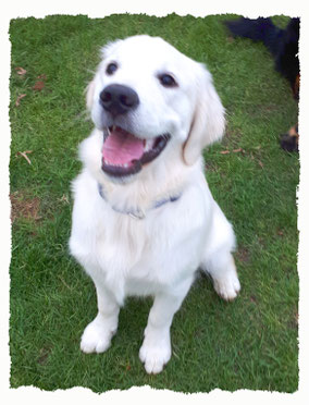 Chiot Golden Retriever à l'école pour chiots à Dax