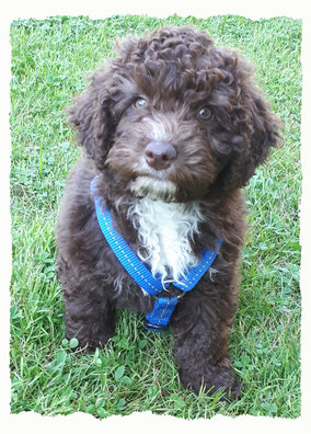 Chiot Chien d'eau Espagnol à l'école pour chiots à Dax