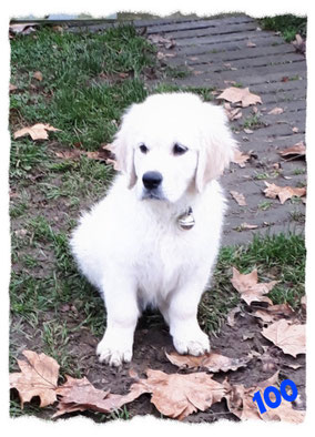 Golden Retriever à l'école pour chiots à Dax