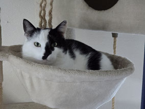 auch katzenverträglich sind die Märchencollies in Wuppertal