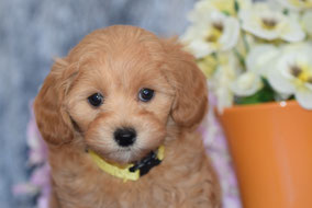 Maltipoo Havapoo Bollipoo Maltipoos Aus Bayern