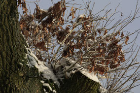 Afgezaagde boomtak met oude bladeren in de sneeuw . Kleurfoto;