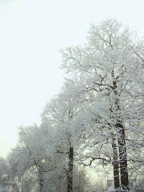 Inlandse eiken aan een laan in de sneeuw. Kleurfoto.