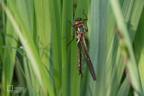 Libelle in de vroege ochtend