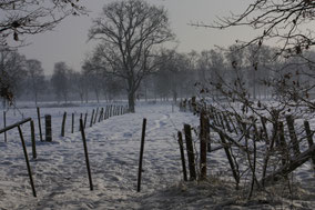 Weidelandschap in de sneeuw met op achtergrond bomen. kleurfoto.