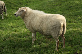 Een schaap in de weide . Kleurfoto.