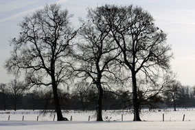 Sneeulandschap met vlakke weide en drie inlandse eikenbomen.