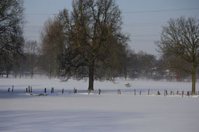 Sneeuwlandschap met op de achtergrond bos en weide. Vooraan twee bomen en omheining. kleurfoto.