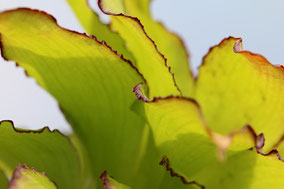 Eucomis Bicolor