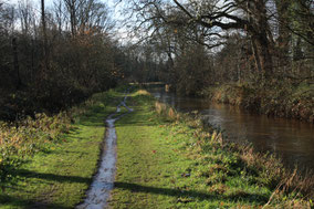 Landschap met een smal voetpad en een beek metaan beide kanten een bomenrij.