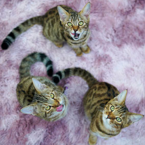 Drei getigerte Katzen sitzen auf rosa Teppich