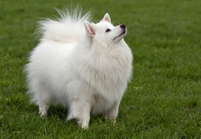 Middenslag Keeshond wit, witte Keeshond