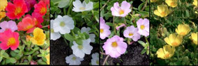 Portulaca umbraticola
