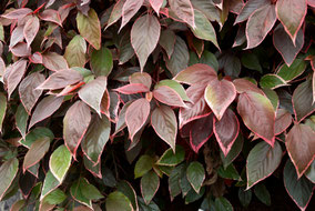 ACALYPHA